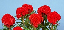 Celosia