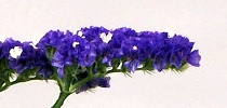 Limonium