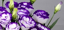 Lisianthus