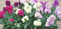 Matthiola