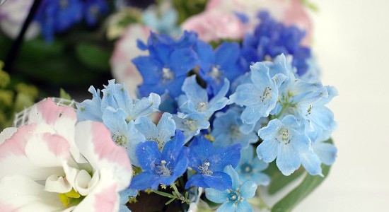 Delphinium