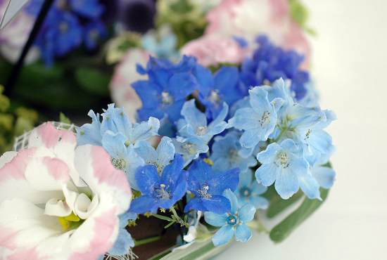 Delphinium