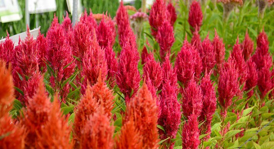 Celosia