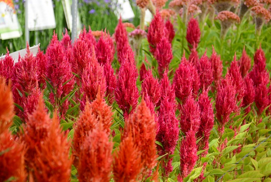 Celosia