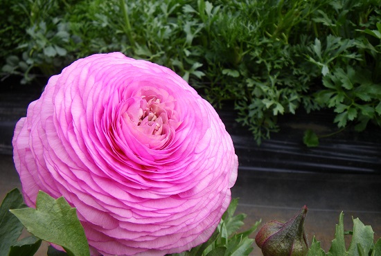 Ranunculus