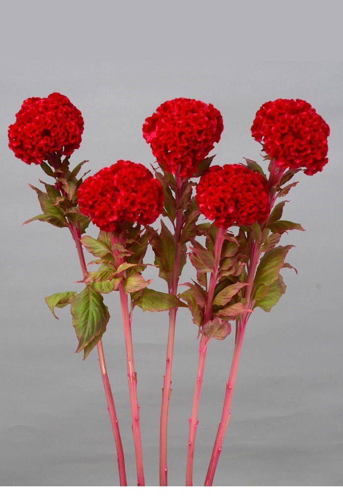 Celosia Cristata Reien Miyoshi Co Ltd