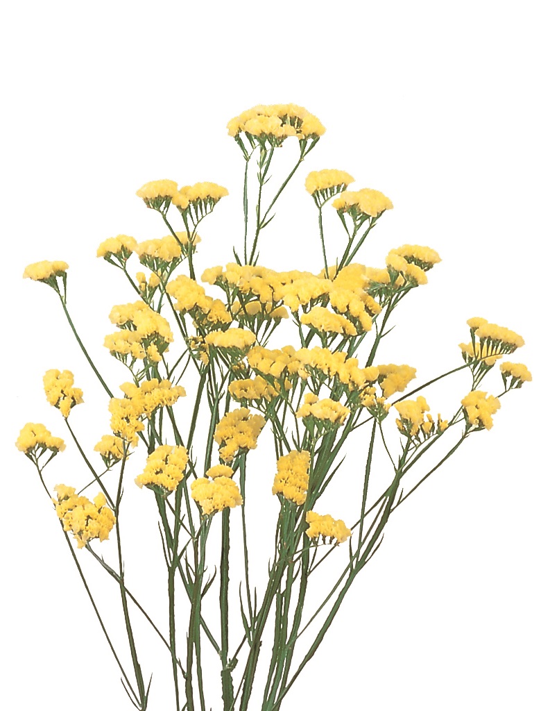 生花❇️スターチス❣️エンゼルクリスタル 生花】スターチス