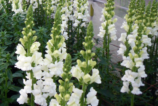 Antirrhinum majus