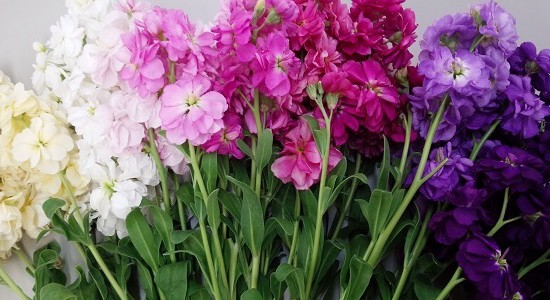 Matthiola