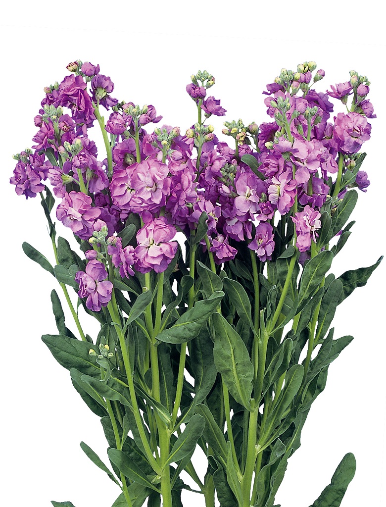 Quartet Lavender | MIYOSHi&CO.,LTD.