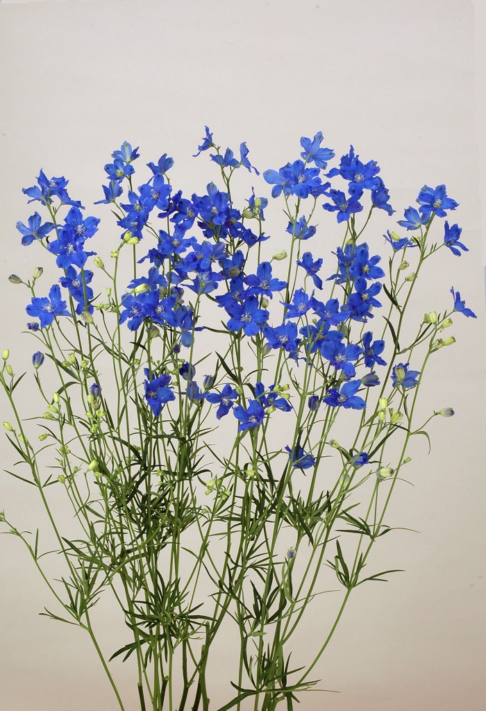 【緊急お値下げ】Staub ワナベ グランブルー フルールドリス ダイヤモンド 数量限定】VORONOI Open Setting エメラルドカット「スカイブルー