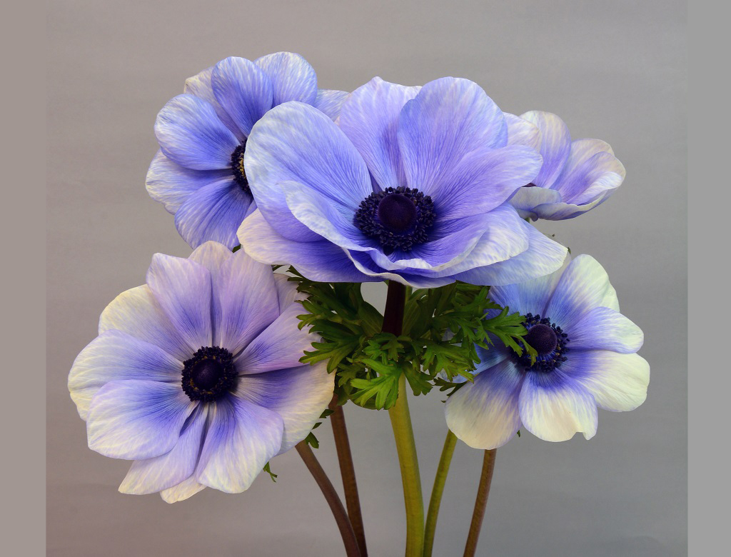 モネ様 乙広モネ (@Mone_otohiro34) / X