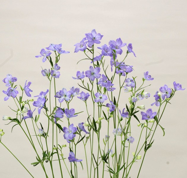 F1 Morpho Lavender Imp | MIYOSHi&CO.,LTD.