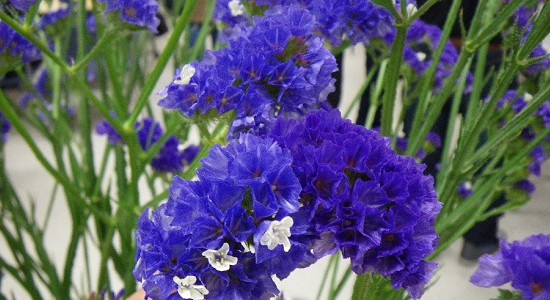 Limonium