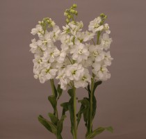 Matthiola Revolution White Ⅱ