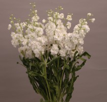 Matthiola Spark White Ⅱ