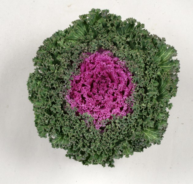 Brassica oleracea F1 Akazukinn No2.