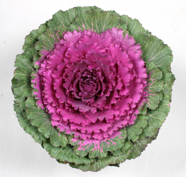 Brassica oleracea F1 Benikagami