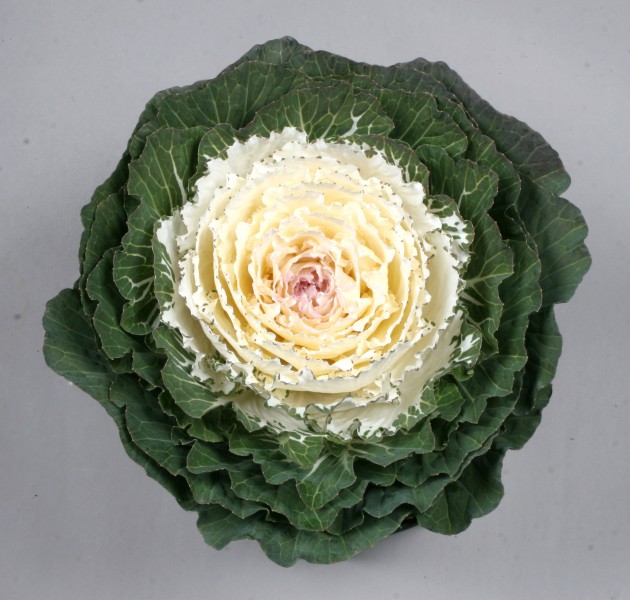 Brassica oleracea F1 Shiraho