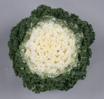 Brassica oleracea F1 Shirozukin No.1
