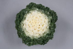 Brassica oleracea F1 Shirozukin No.1