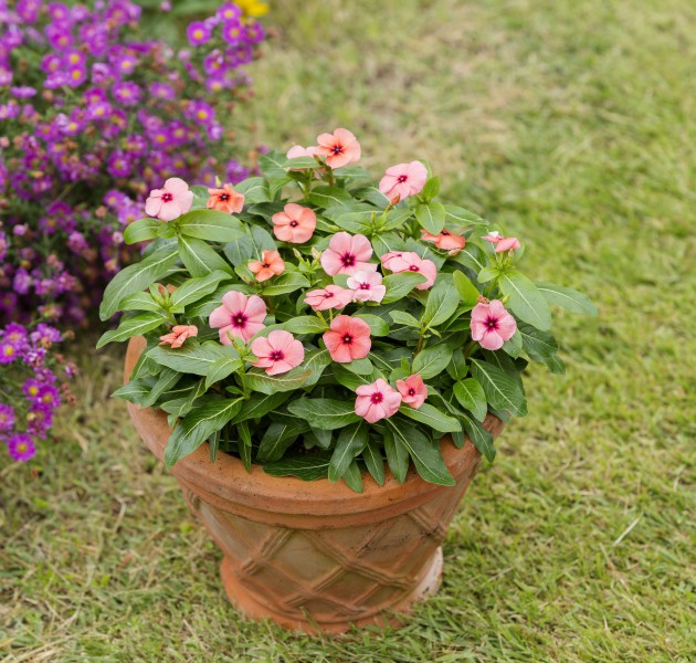 Catharanthus