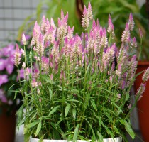 Celosia Summer Lavender