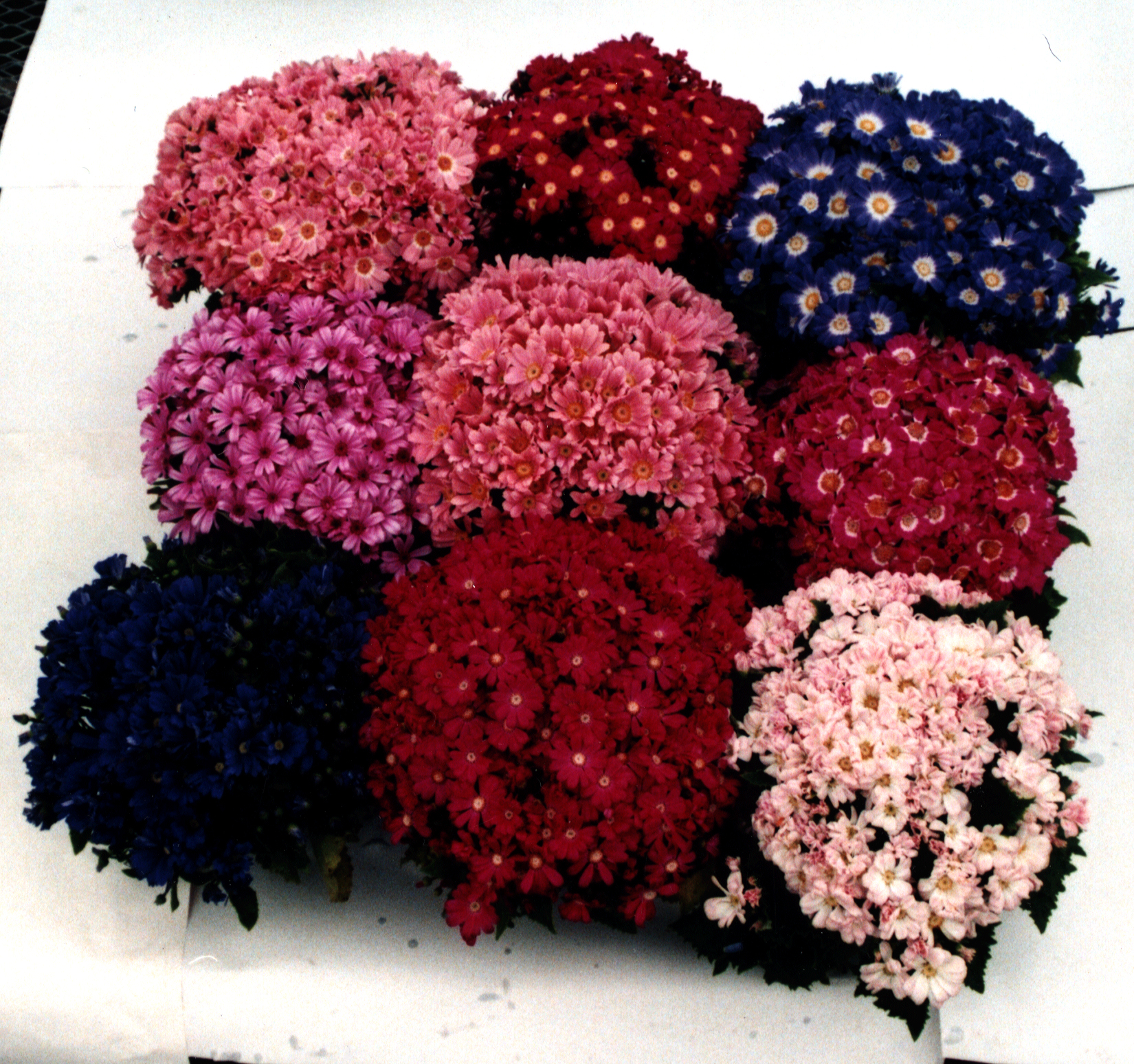 Cineraria Angel Mixture Miyoshi Co Ltd Cineraria Angel Mixture