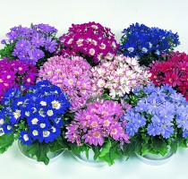 Cineraria Wink Mixture