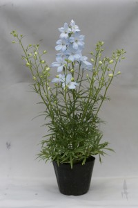 Delphinium Aqua Blue