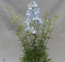 Delphinium Aqua Blue