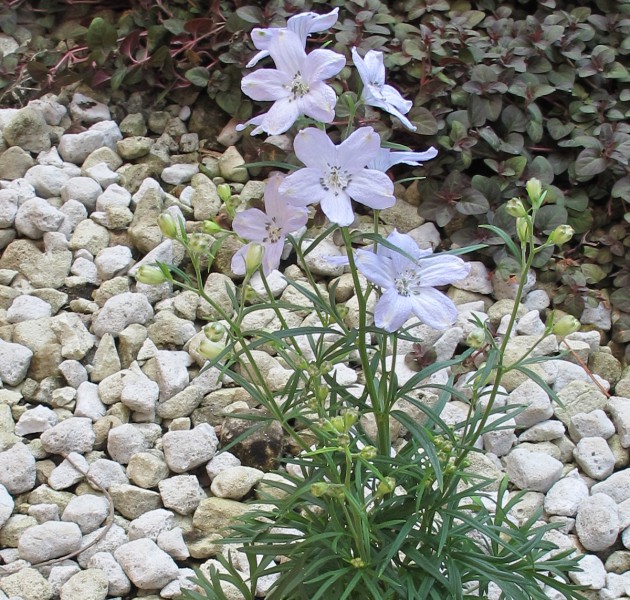 Delphinium Cool Mint