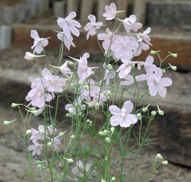 Delphinium Fantasisuta