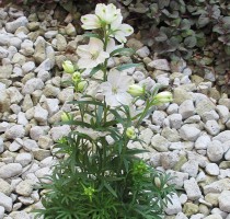 Delphinium Milky Mint