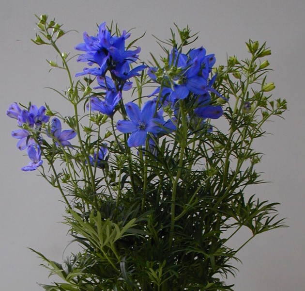 Delphinium Mint Blue