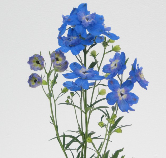 Delphinium Tiara Blue