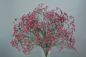 L. sinense Ever Rose