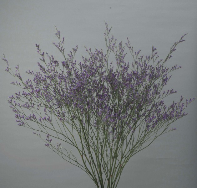 Limonium sp. Corona Blue