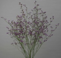 Limonium sp. Corona Purple