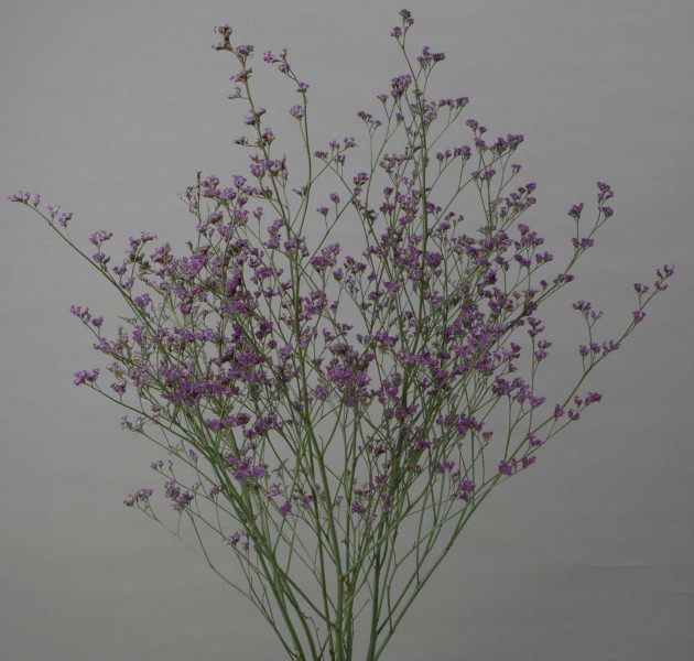 Limonium sp. Corona Purple