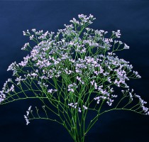 Limonium sp. Tall Pink Emille