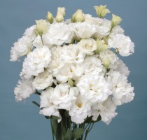 Lisianthus F1 Passacaglia White imp