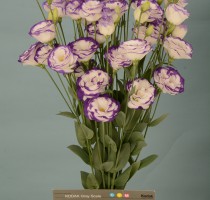 Lisianthus F1 Polonaise Blue Picotee