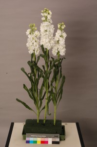 Matthiola Arrow White