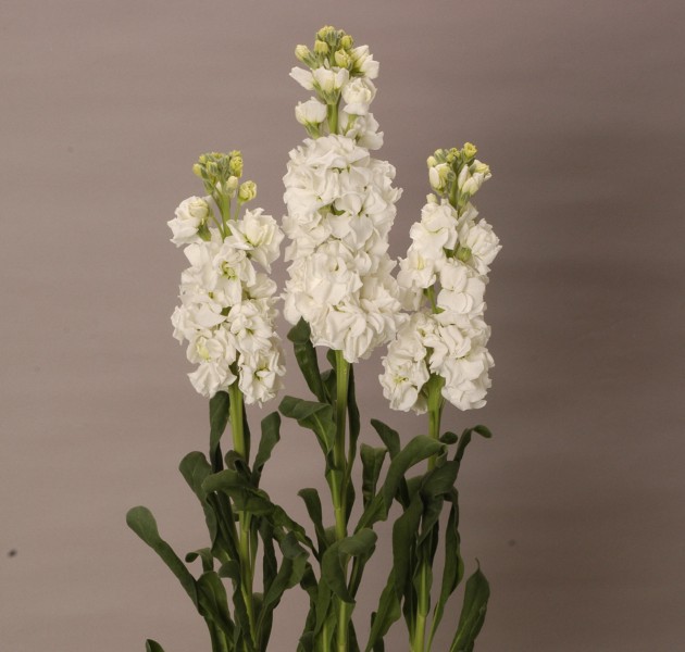 Matthiola Arrow White