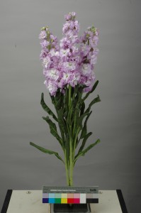 Matthiola Early Iron Marine