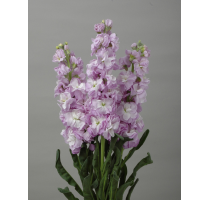 Matthiola Early Iron Marine