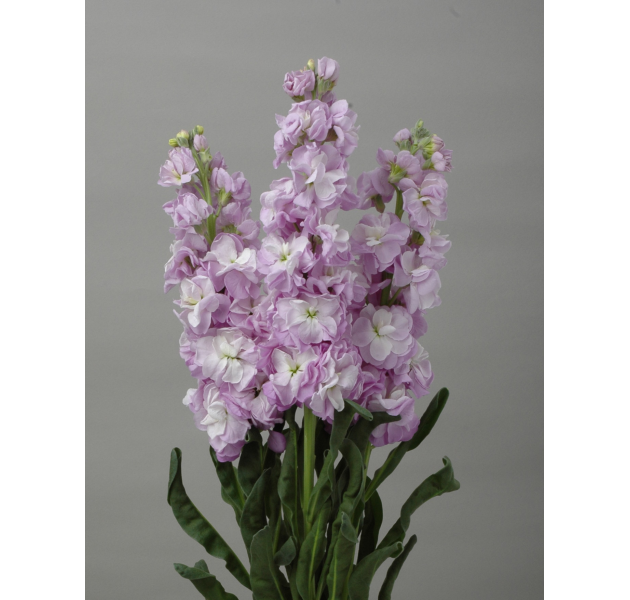 Matthiola Early Iron Marine