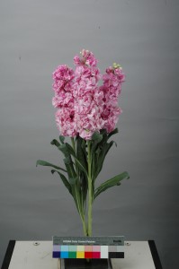 Matthiola Early Iron Pink