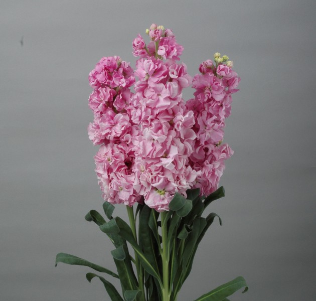 Matthiola Early Iron Pink